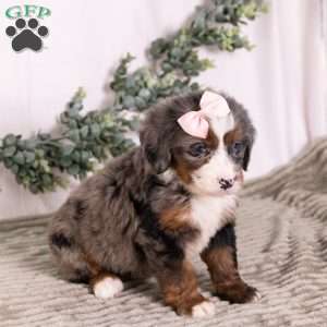 Bubbles, Bernedoodle Puppy